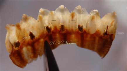  Corolla and Stamens